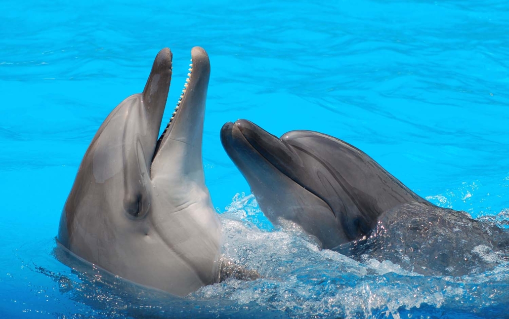 Дельфин 2 группа. Дельфин похожий на человека. Похож на дельфина. Язык дельфина. Цветы похожие на дельфинчиков.